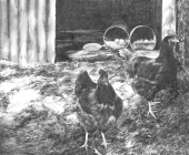 Chooks in Pen