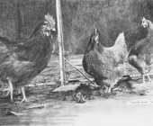 Kurrawah Chooks