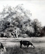 Landscapes
