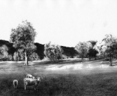 Bligh Sheep