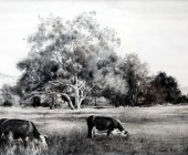 Bruthen Cattle
