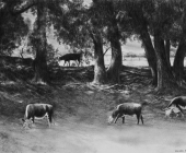 Cattle Under Trees