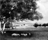Peel Valley Sheep