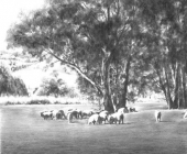 Sheep Grazing