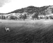 Sheep in Paddock