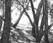 Trees on Peel River